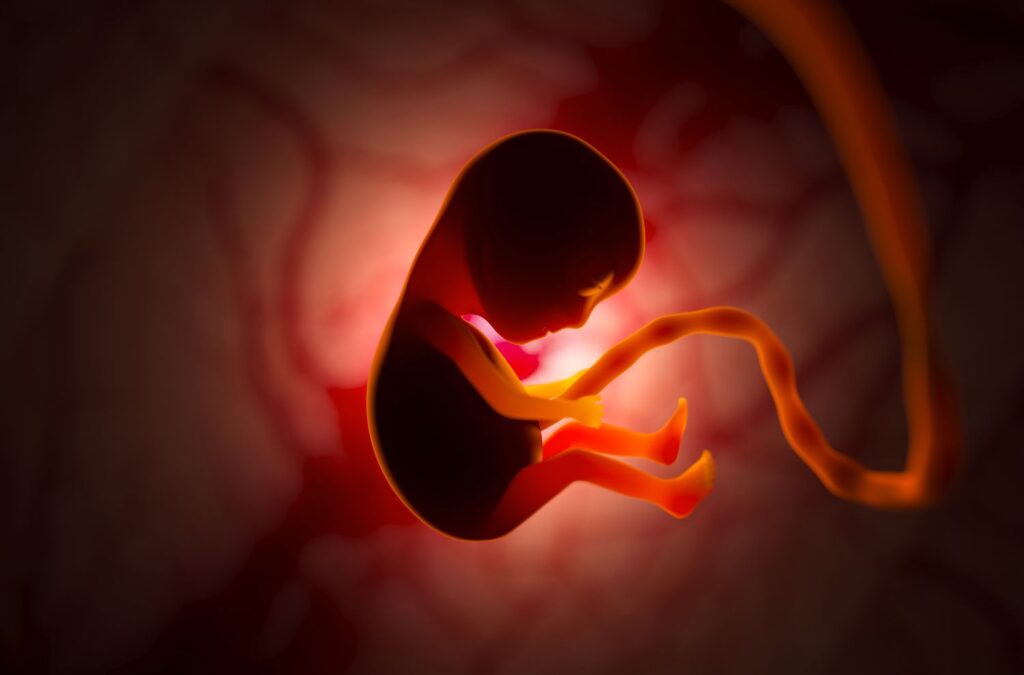 مراحل نمو الجنين بالشهور