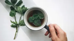 النعناع